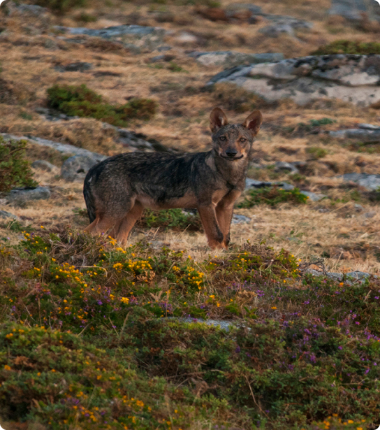 wild-life-bnz